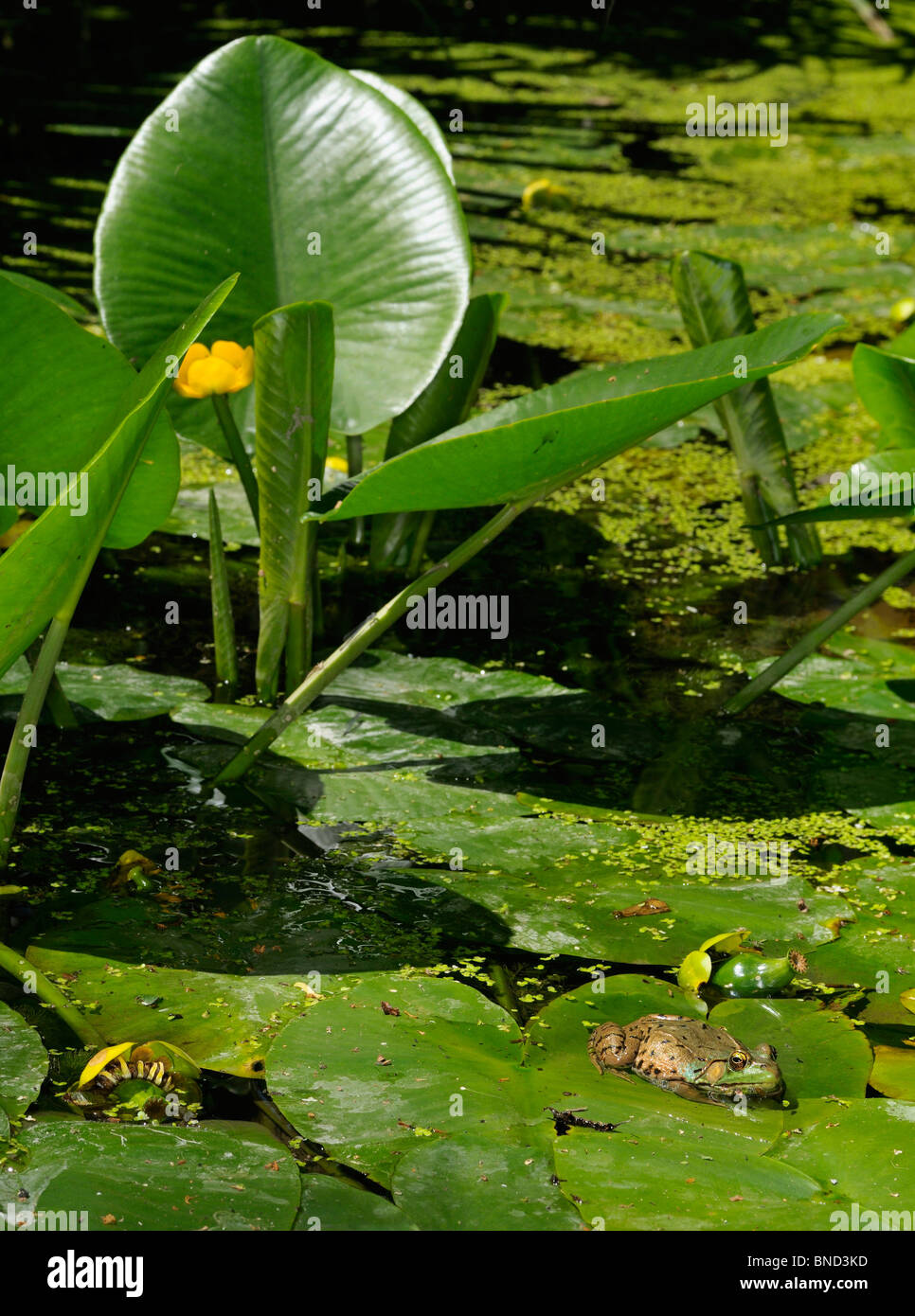 Green frog schwimmend auf einem gelben Blumen Teich lily Blatt im Sommer Toronto Stockfoto