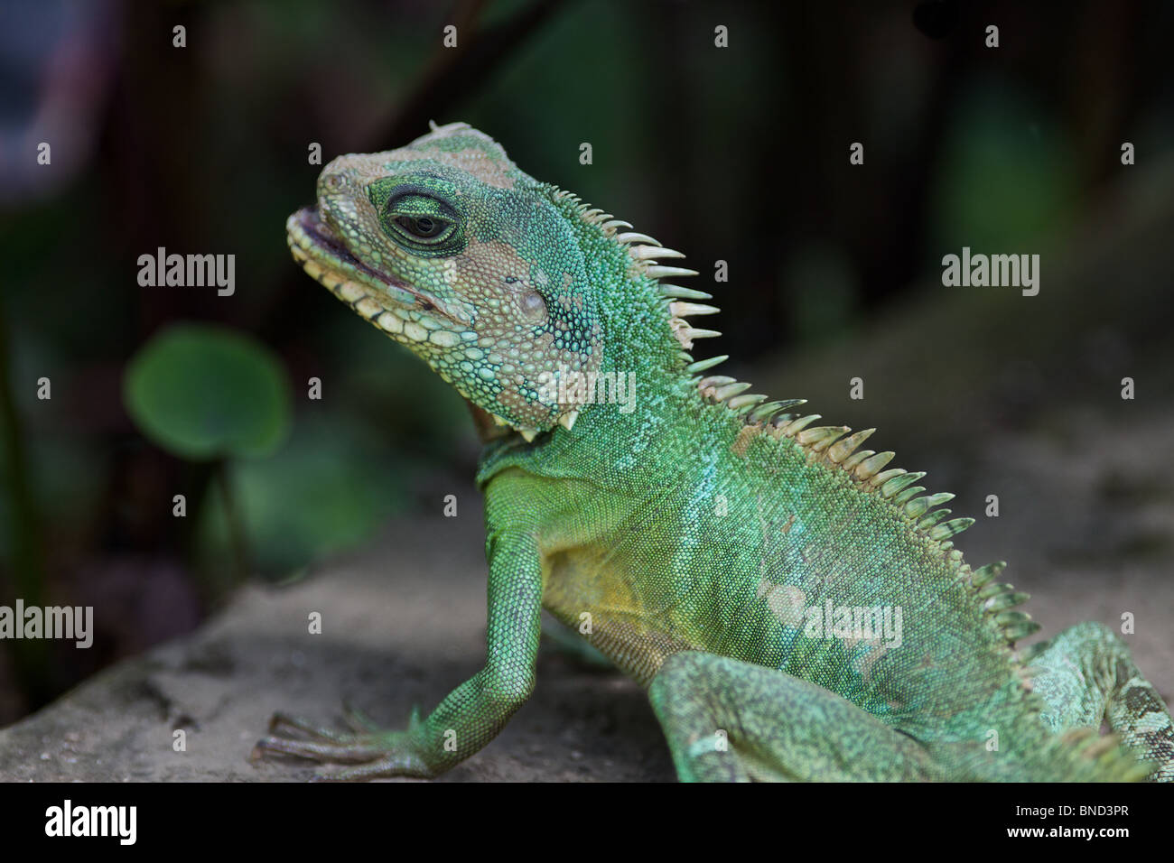 Ein grüner Leguan oder gemeinsame Iguana Stockfoto