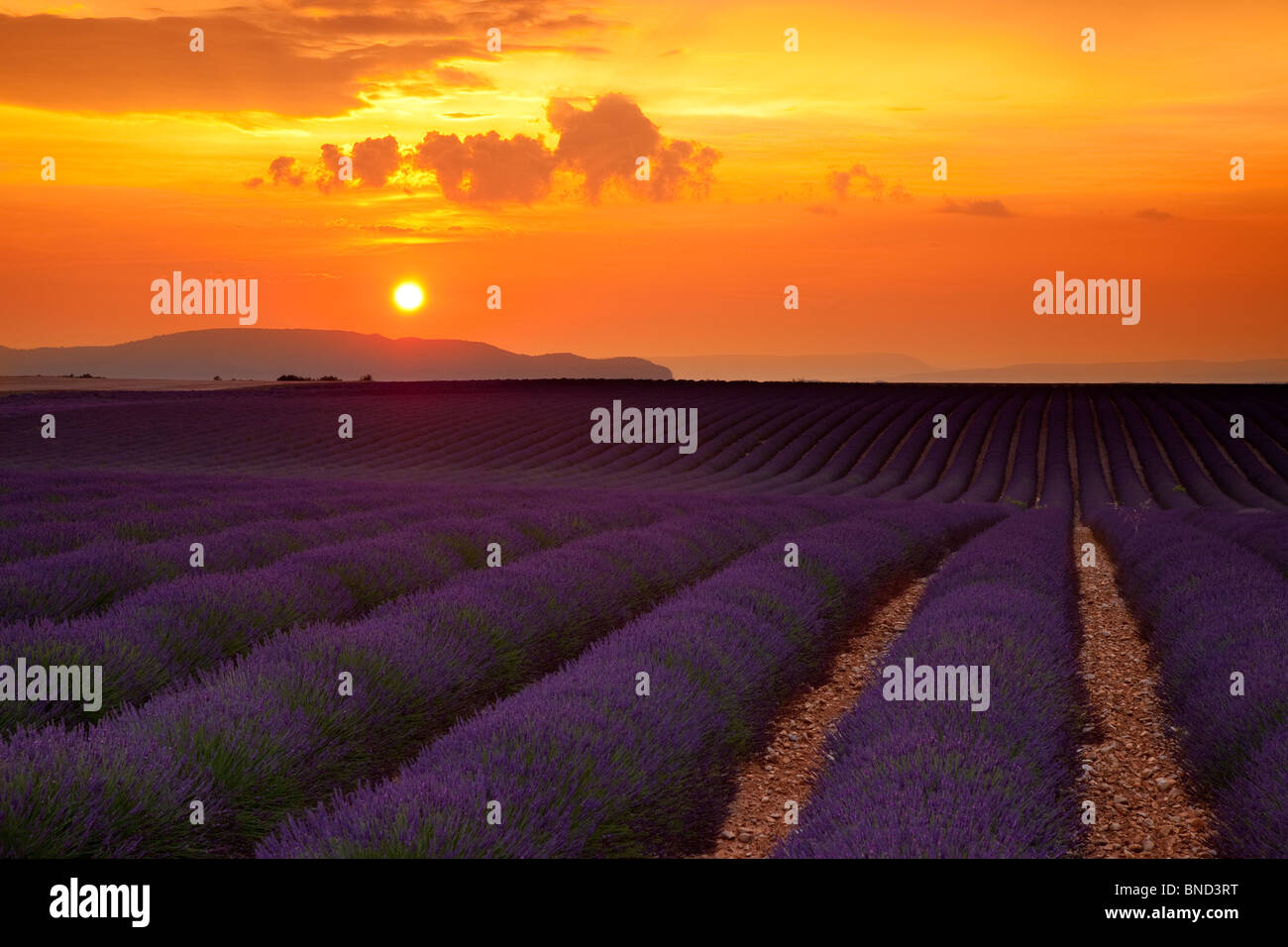 Sonnenuntergang über Lavendelfeld in der Nähe von Valensole, Provence Frankreich Stockfoto