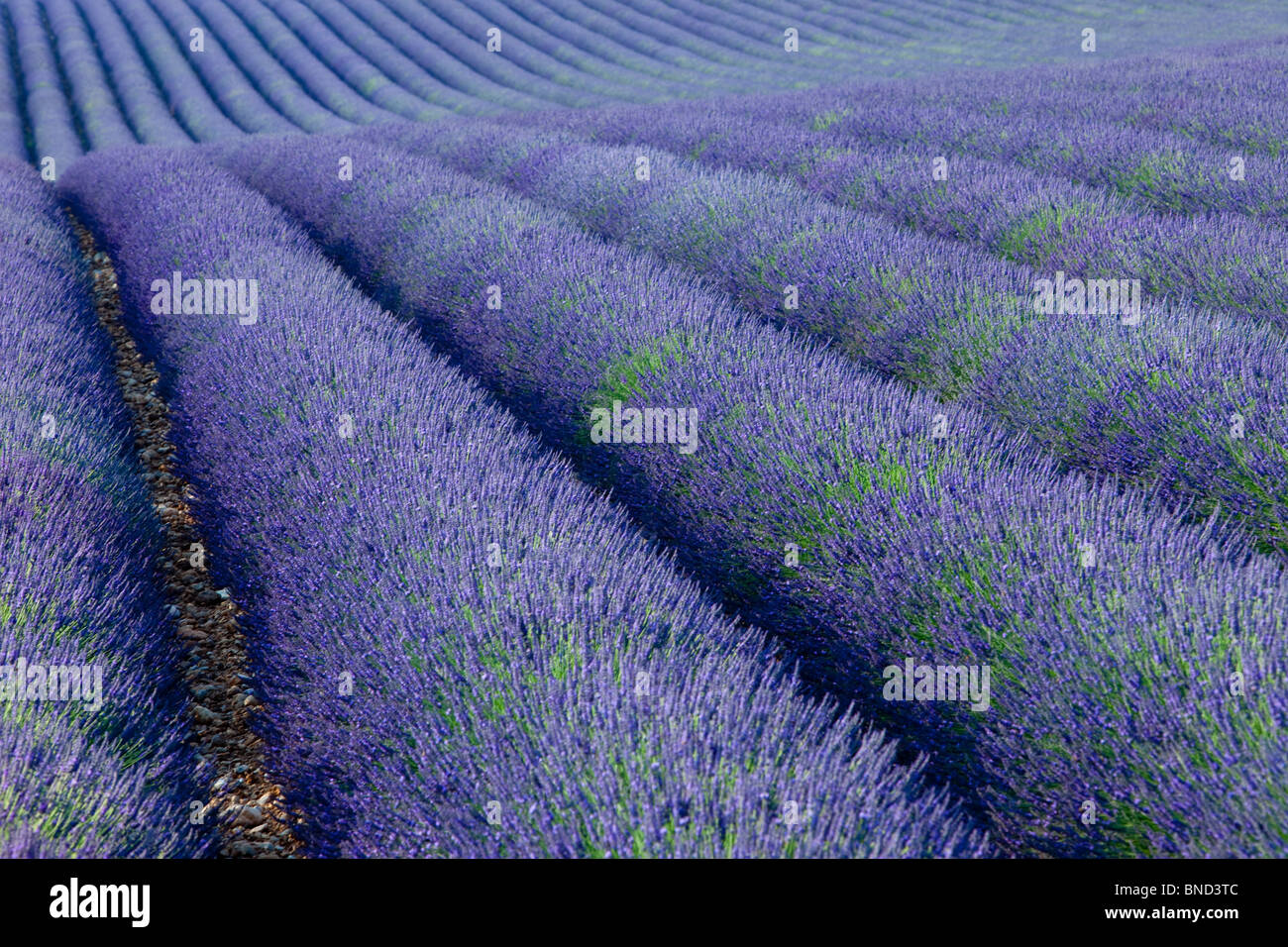 Bereich der Lavendel entlang der Valensole Plateau, Provence Frankreich Stockfoto