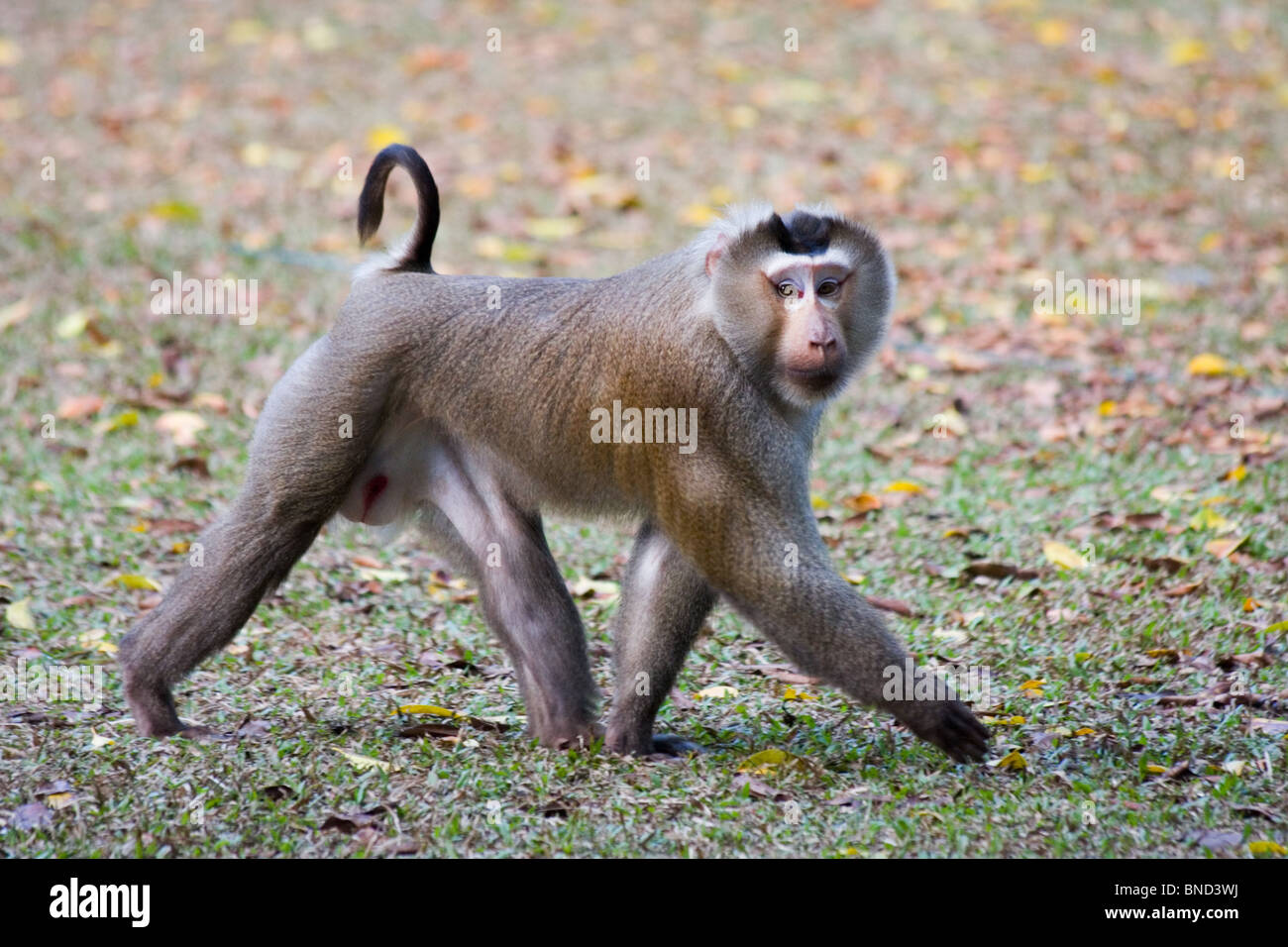 Nördlichen Schwein-tailed Macaque (Macaca Leonina), Khao Yai Nationalpark, Thailand Stockfoto