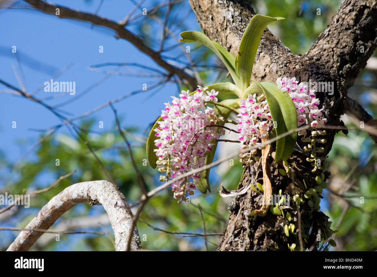 Schöne rosa Orchidee blüht (Rhynchostylis Gigantea), Khao Yai Nationalpark, Thailand Stockfoto