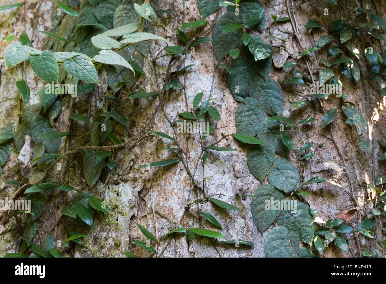Kletter-Pflanzen und Reben auf einem Regenwald-Baum, Thailand Stockfoto