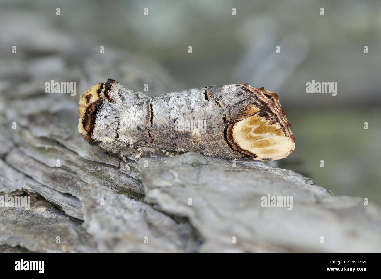 Motte, Buff Tipp, Phalera Bucephala, UK, Juni, Stockfoto