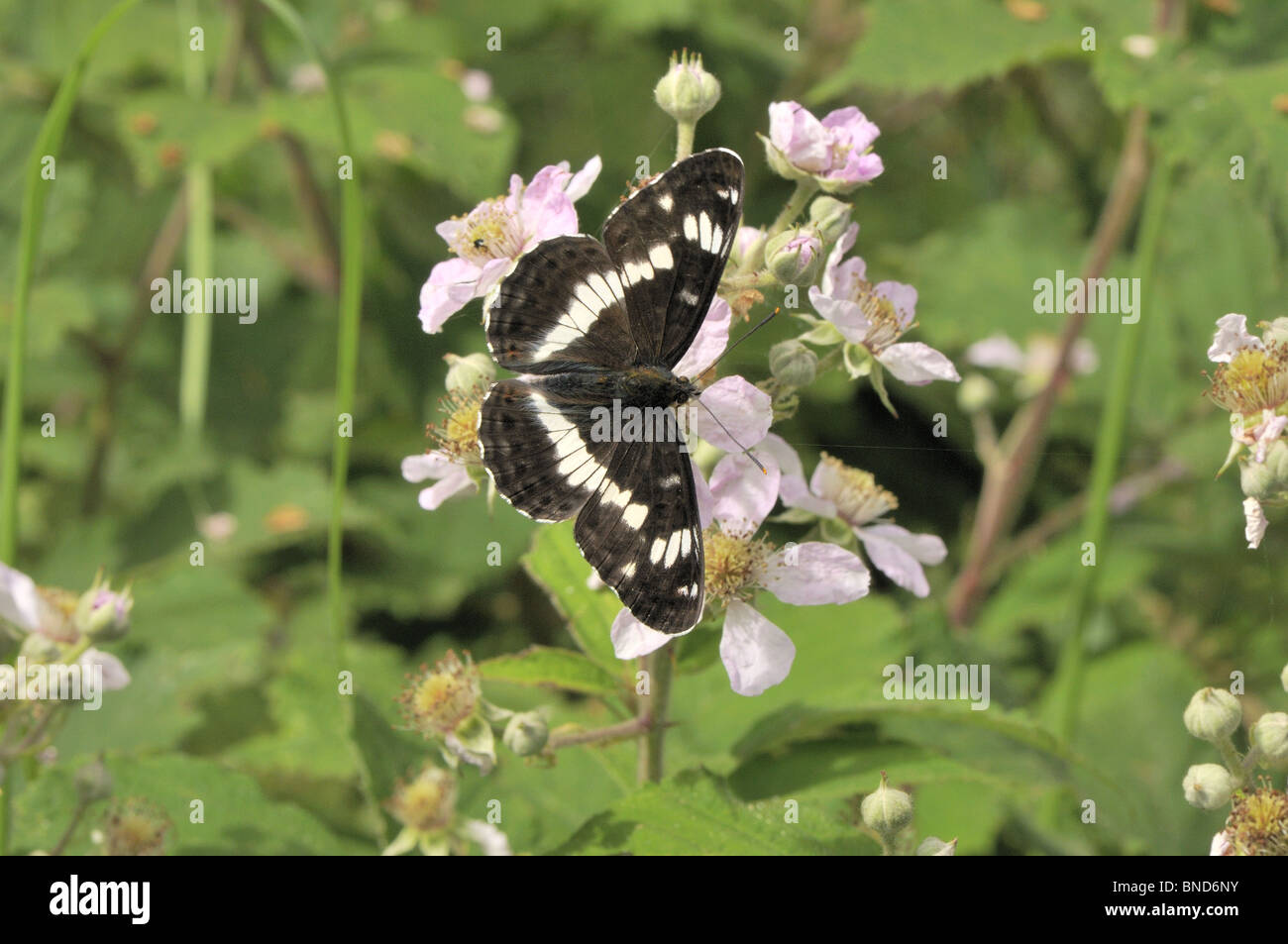Schmetterling, White Admiral (Ladoga Camiila) Erwachsenen in Ruhe im Wald, clearing, Norfolk, Großbritannien, Juli Stockfoto