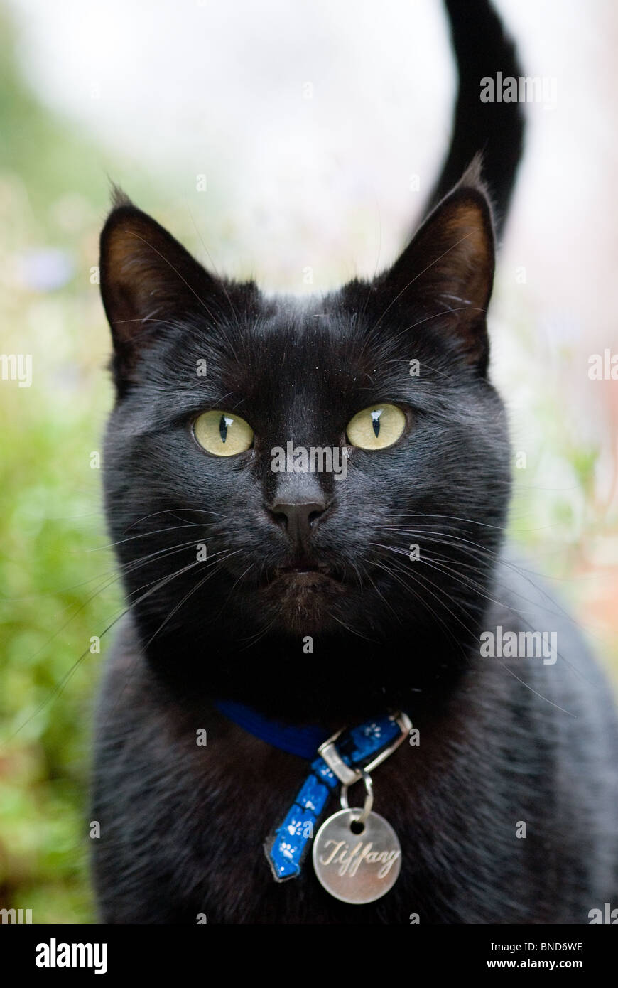 Schwarze Katze Stockfoto