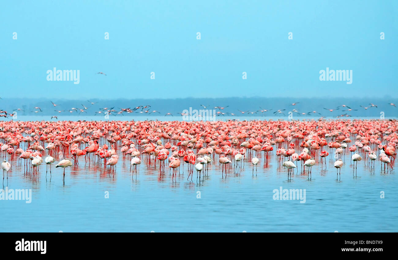 Herde von Flamingos. Afrika. Kenia. Lake Nakuru Stockfoto
