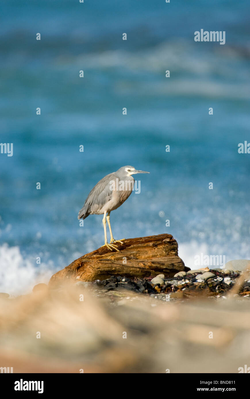 White-faced Reiher Egretta novaehollandiae Stockfoto