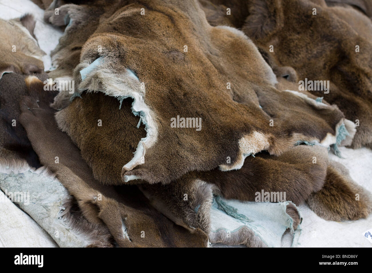 Pelz und Leder an der Schlacht von Tewksbury mittelalterlichen reenactment Stockfoto