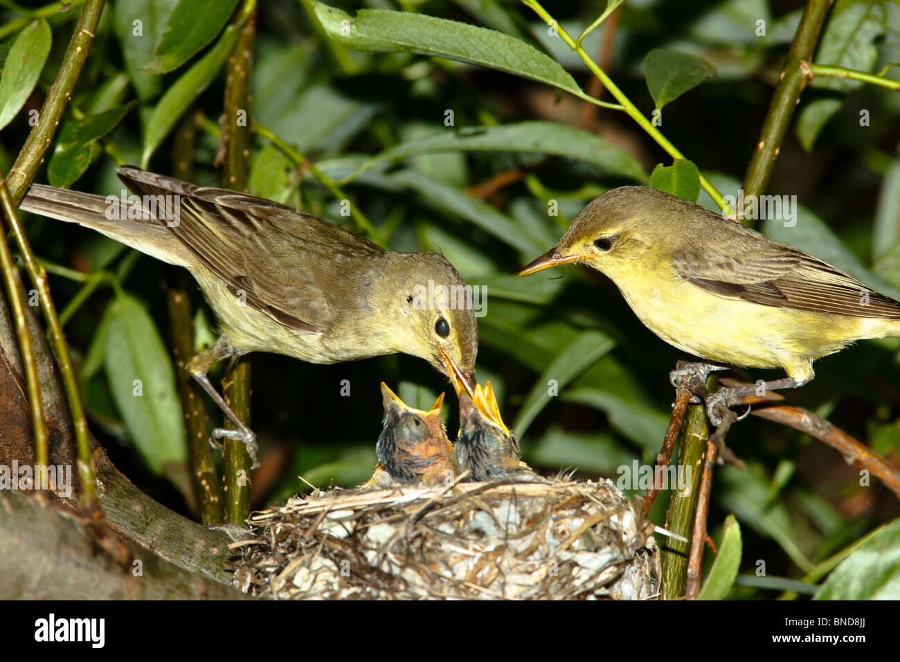 Icterine Warbler, Hippolais Icterina durch das Nest mit Nestligs. Stockfoto