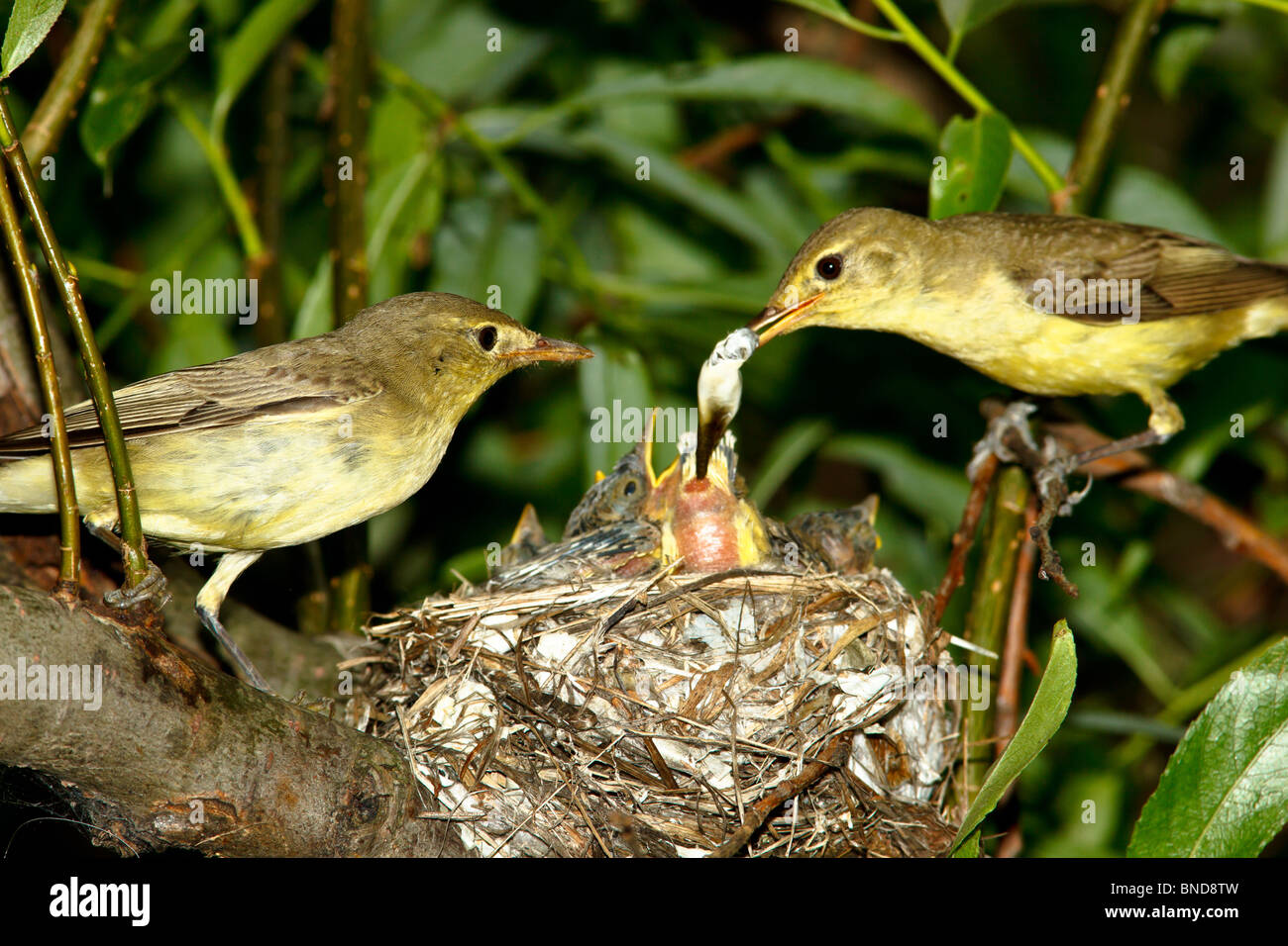 Icterine Warbler, Hippolais Icterina durch das Nest mit Nestligs. Stockfoto