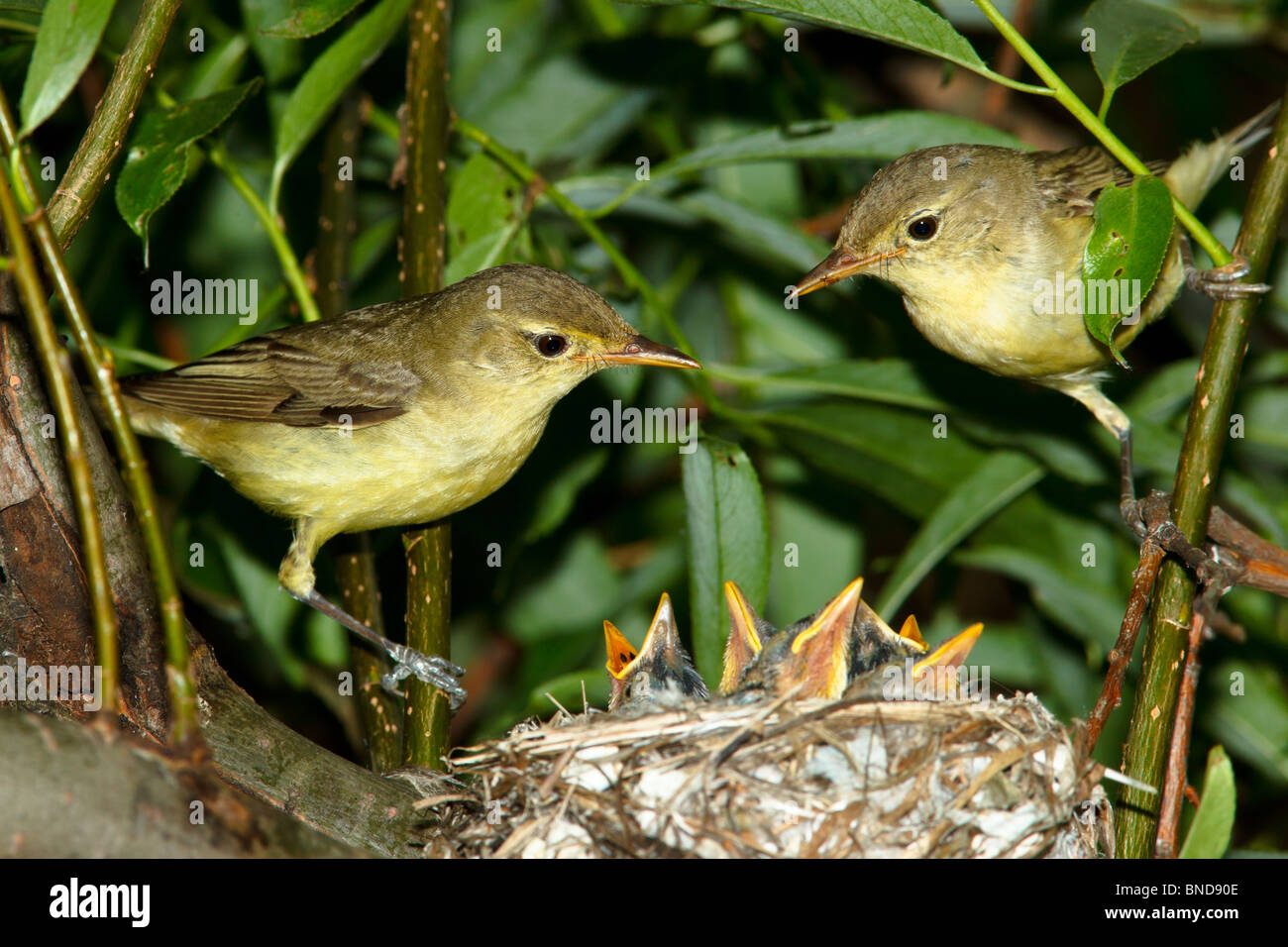 Icterine Warbler, Hippolais Icterina durch das Nest mit Nestligs. Stockfoto