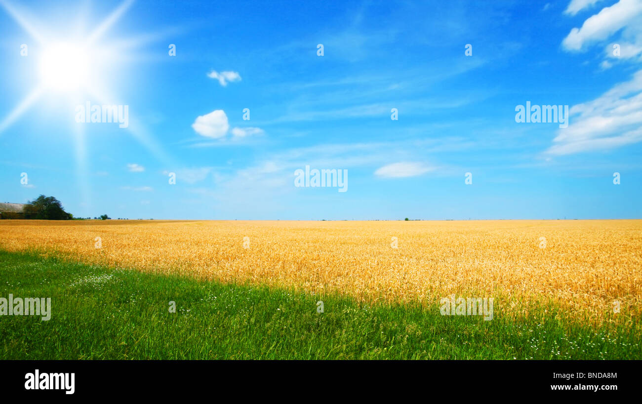 Weizenfeld mit blauen Himmel und Wolken Stockfoto