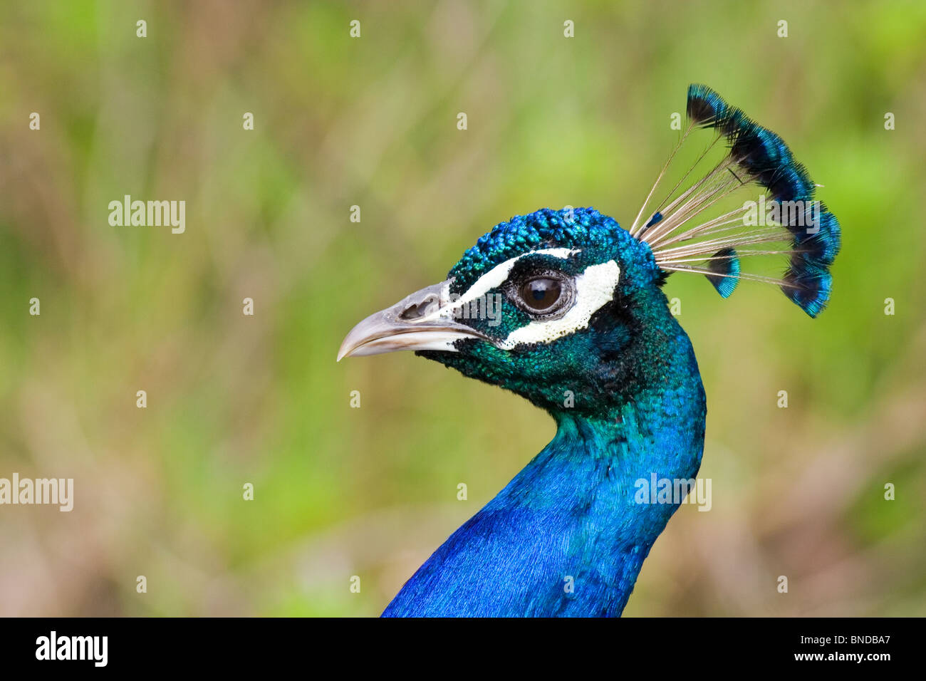 Pfau (Pavo Cristatus) Stockfoto