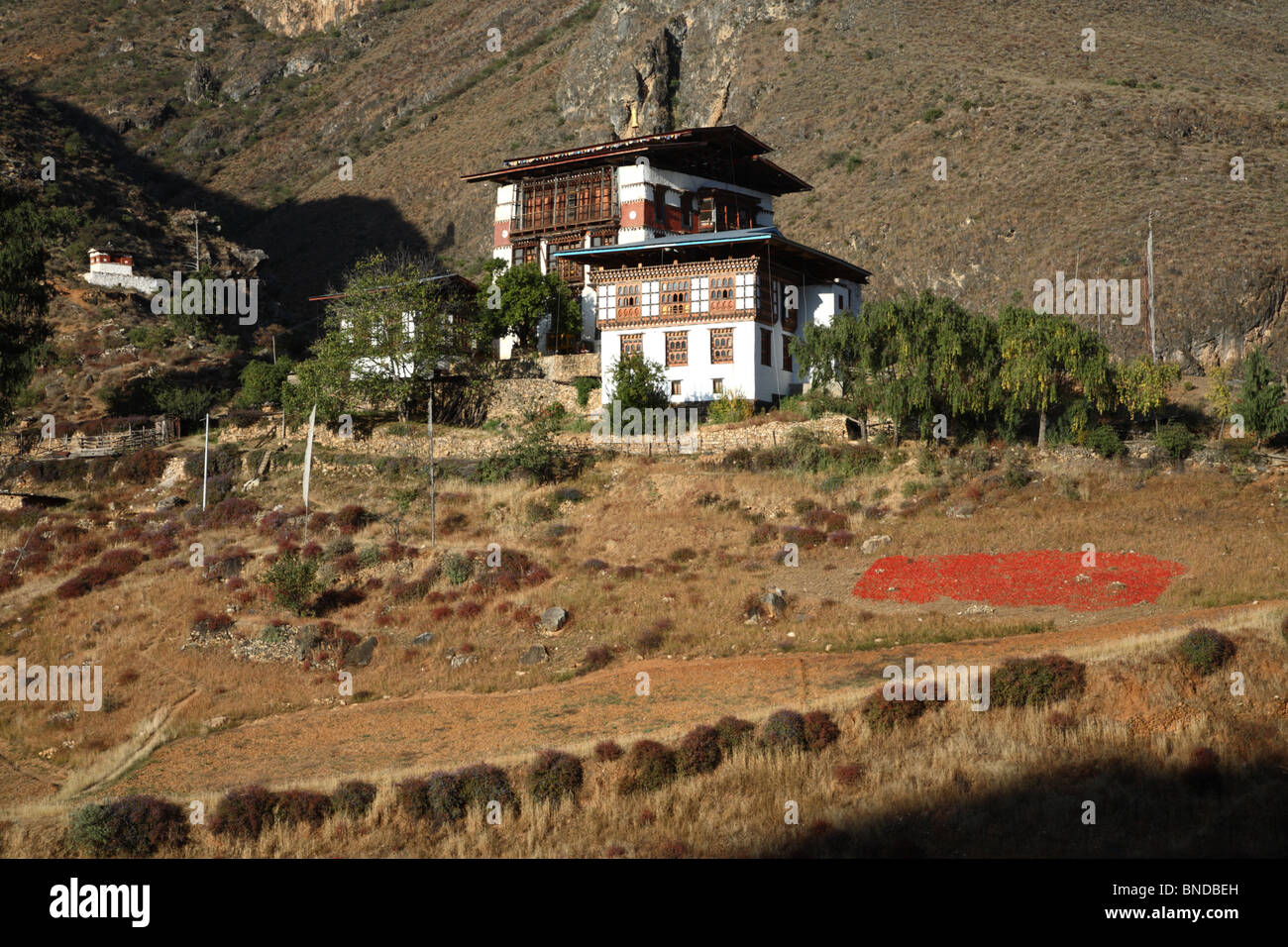 Ein Wohnhaus am Fuße eines Hügels mit einem großen Patch von roten Chilischoten trocknen in der Sonne in der Nähe von Paro, Bhutan. Stockfoto