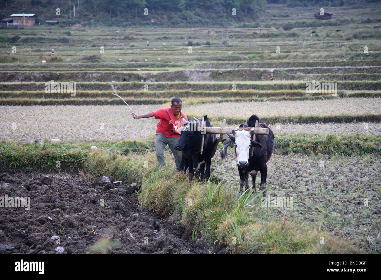 Ein Bauer, der pflügt ein Feld mit Ochsen in Paro, Bhutan. Stockfoto