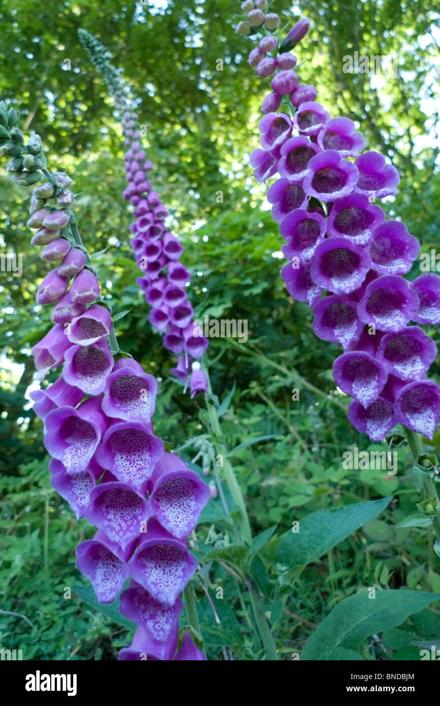 Vertikale Ansicht von Foxgloves digitalis purpurea wächst wild am Straßenrand im Juni Llanwrda, Carmarthenshire Wales UK KATHY DEWITT Stockfoto