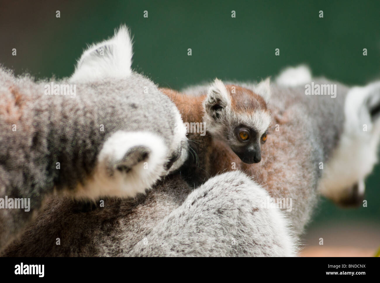 Baby-Lemur mit Mama und Papa Stockfoto