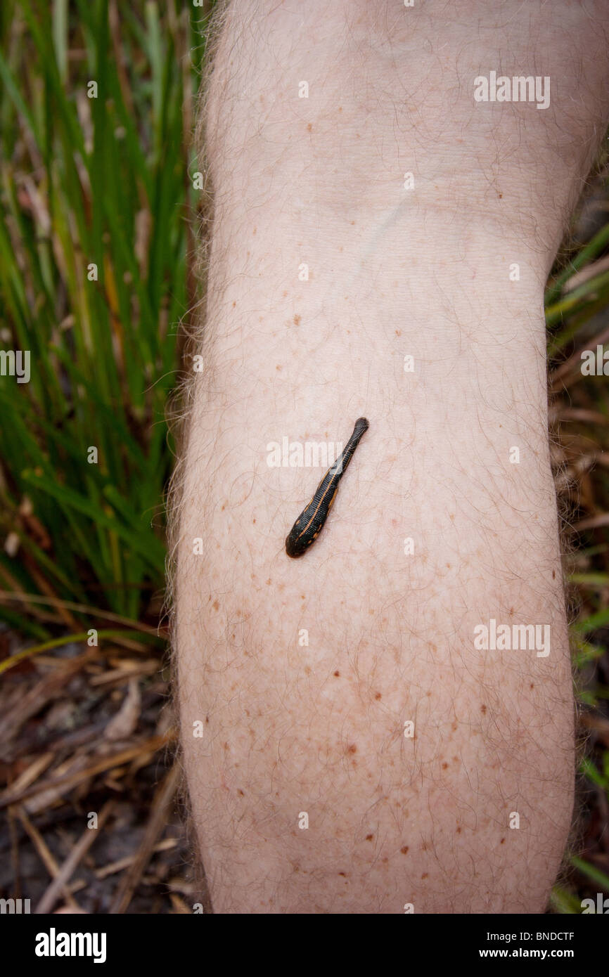 Blutegel (Hirudinea) am Bein eines Mannes Stockfoto