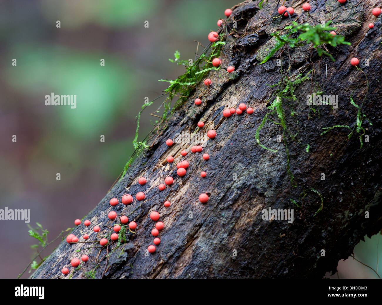 Winzige rote Pilze wachsen auf einem faulenden melden Sie sich in einem Regenwald, Barrington Tops, Australien Stockfoto