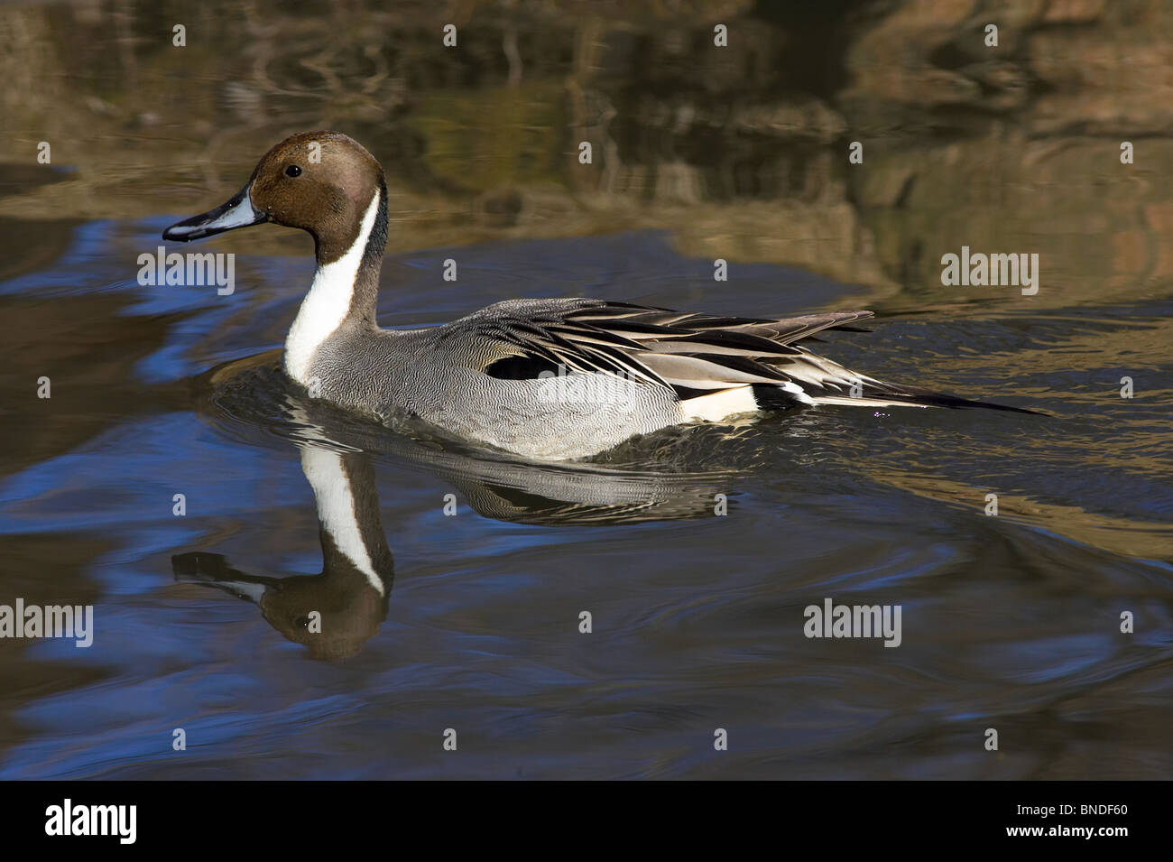 Erwachsene männliche nördlichen Pintail schwimmen Stockfoto