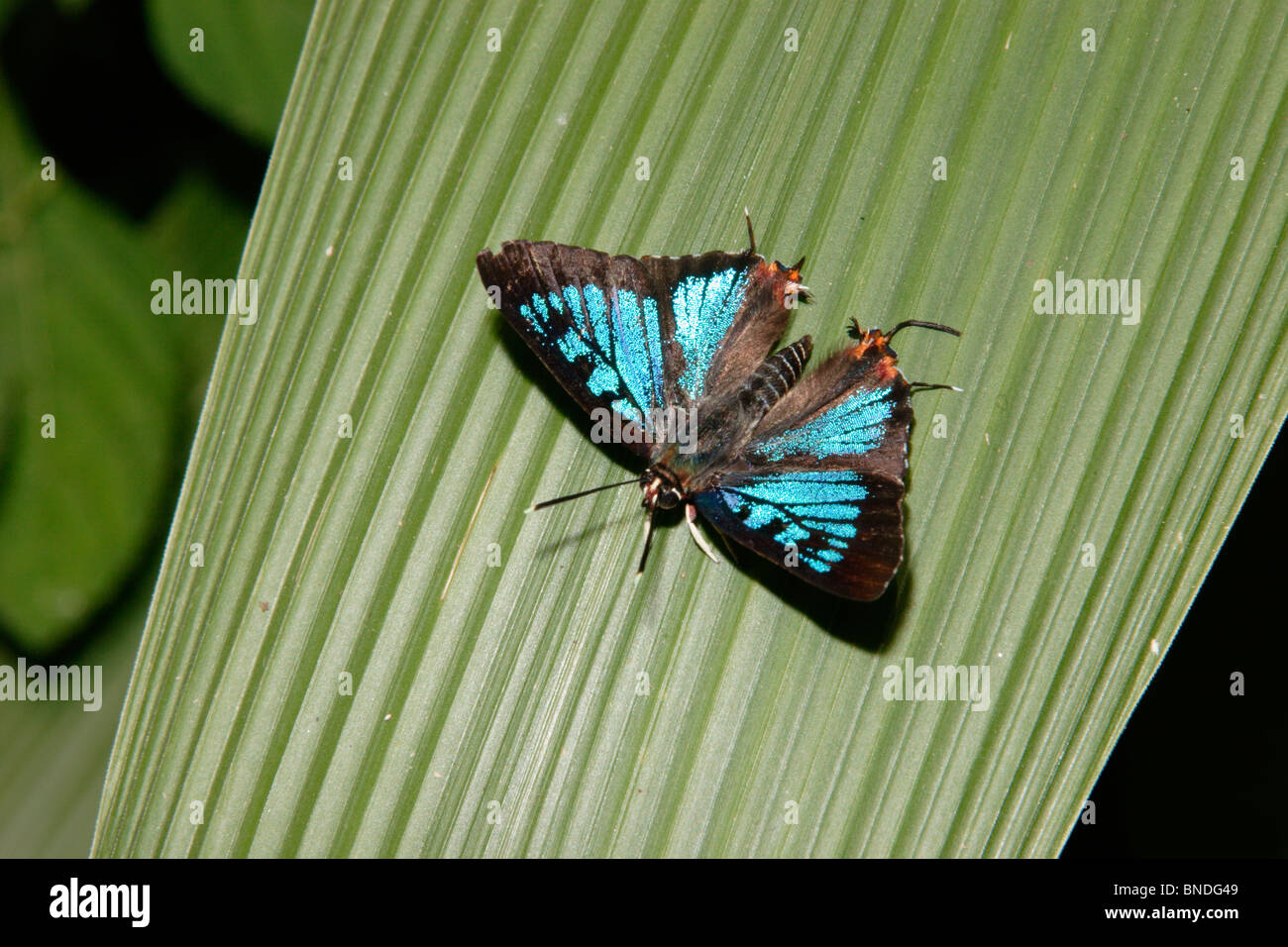 Gemeinsamen Silber Spot Schmetterling (Aphnaeus Orcas: Lycaenidae) männlichen sonnen sich im Regenwald, Ghana. Stockfoto