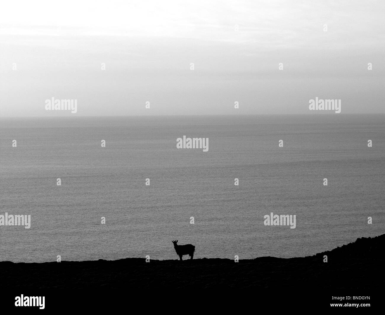 Lundy Island Schaf Stockfoto