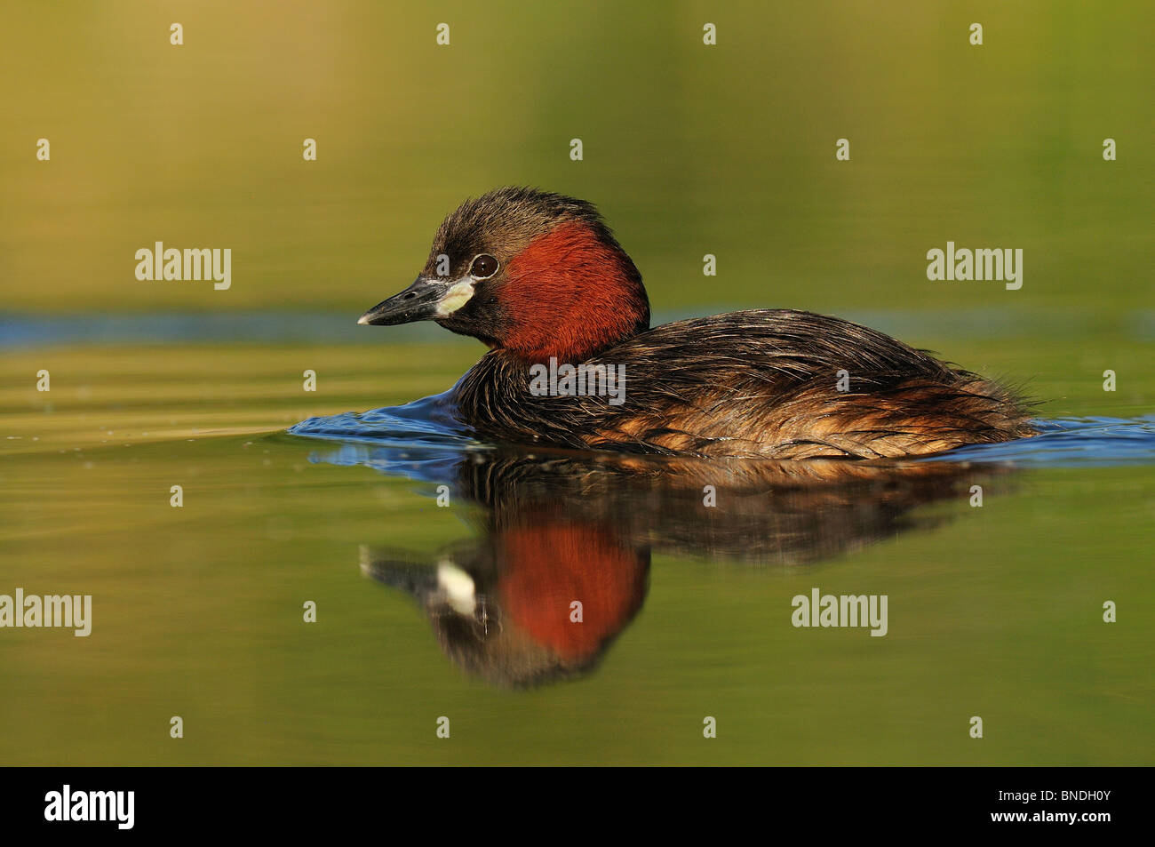 Zwergtaucher in Zucht Gefieder Stockfoto