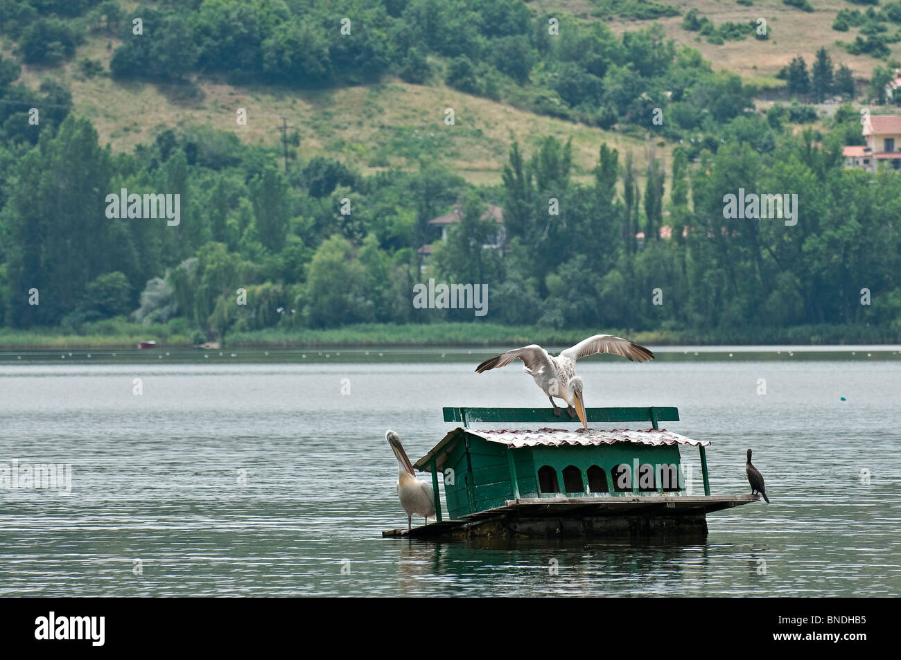 Dalmatinische Pelikane Pelecanus Crispus, auf einem schwimmenden Vogelhaus am See Orestiada in Kastoria, Mazedonien, Nordgriechenland. Stockfoto