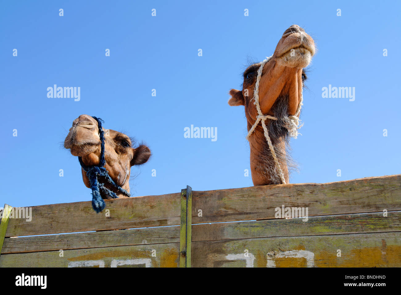 Kamele auf der Rückseite eines LKW, Sonntagsmarkt, Ashgabat, Turkmenistan Stockfoto