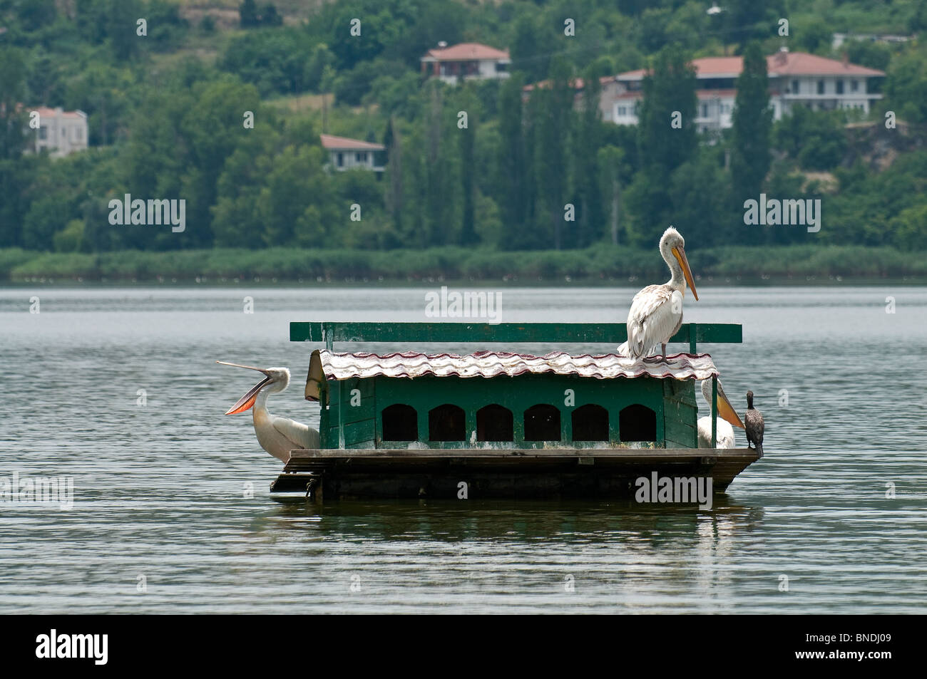 Dalmatinische Pelikane Pelecanus Crispus, auf einem schwimmenden Vogelhaus am See Orestiada in Kastoria, Mazedonien, Nordgriechenland. Stockfoto