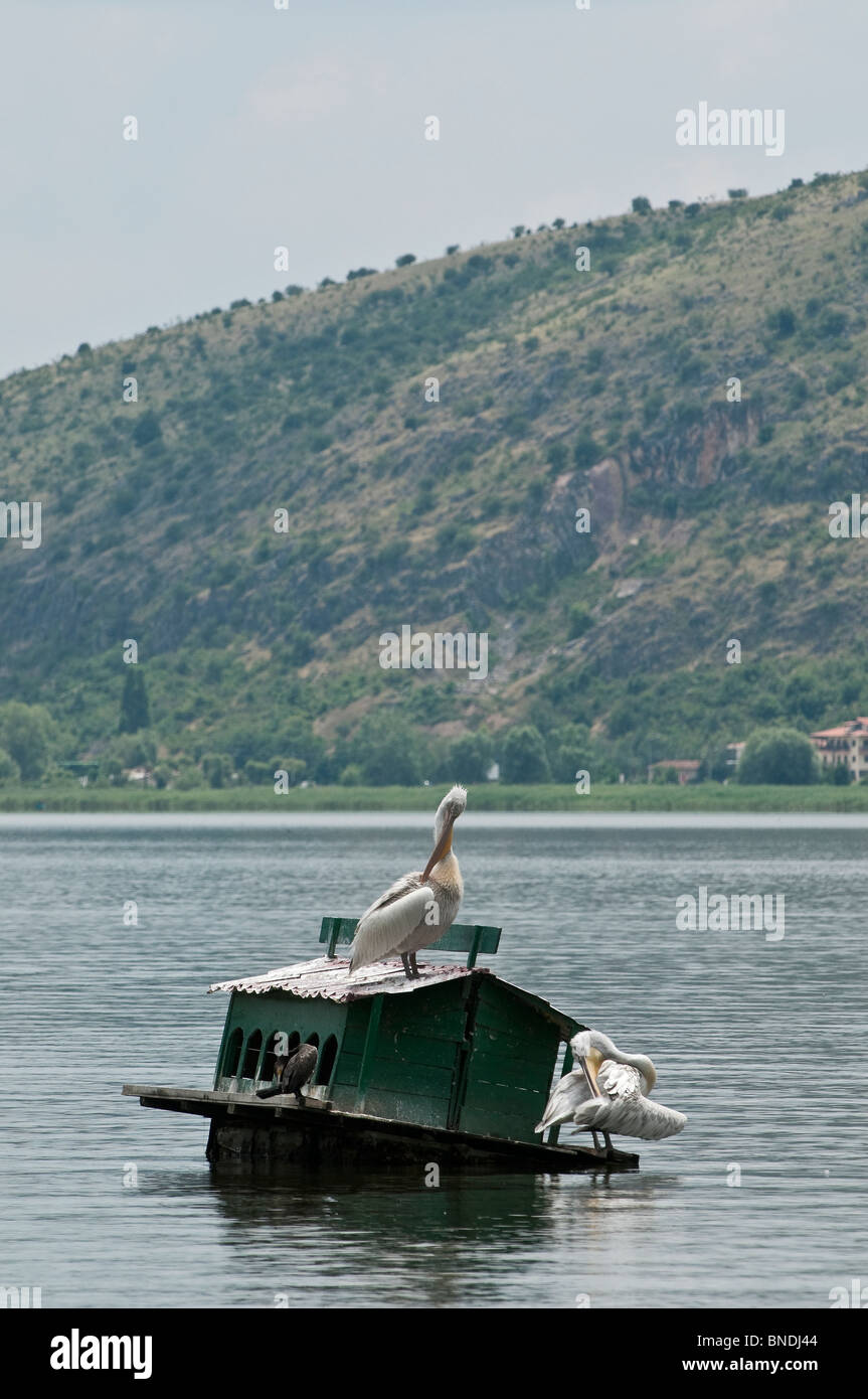 Dalmatinische Pelikane Pelecanus Crispus, auf einem schwimmenden Vogelhaus am See Orestiada in Kastoria, Mazedonien, Nordgriechenland. Stockfoto