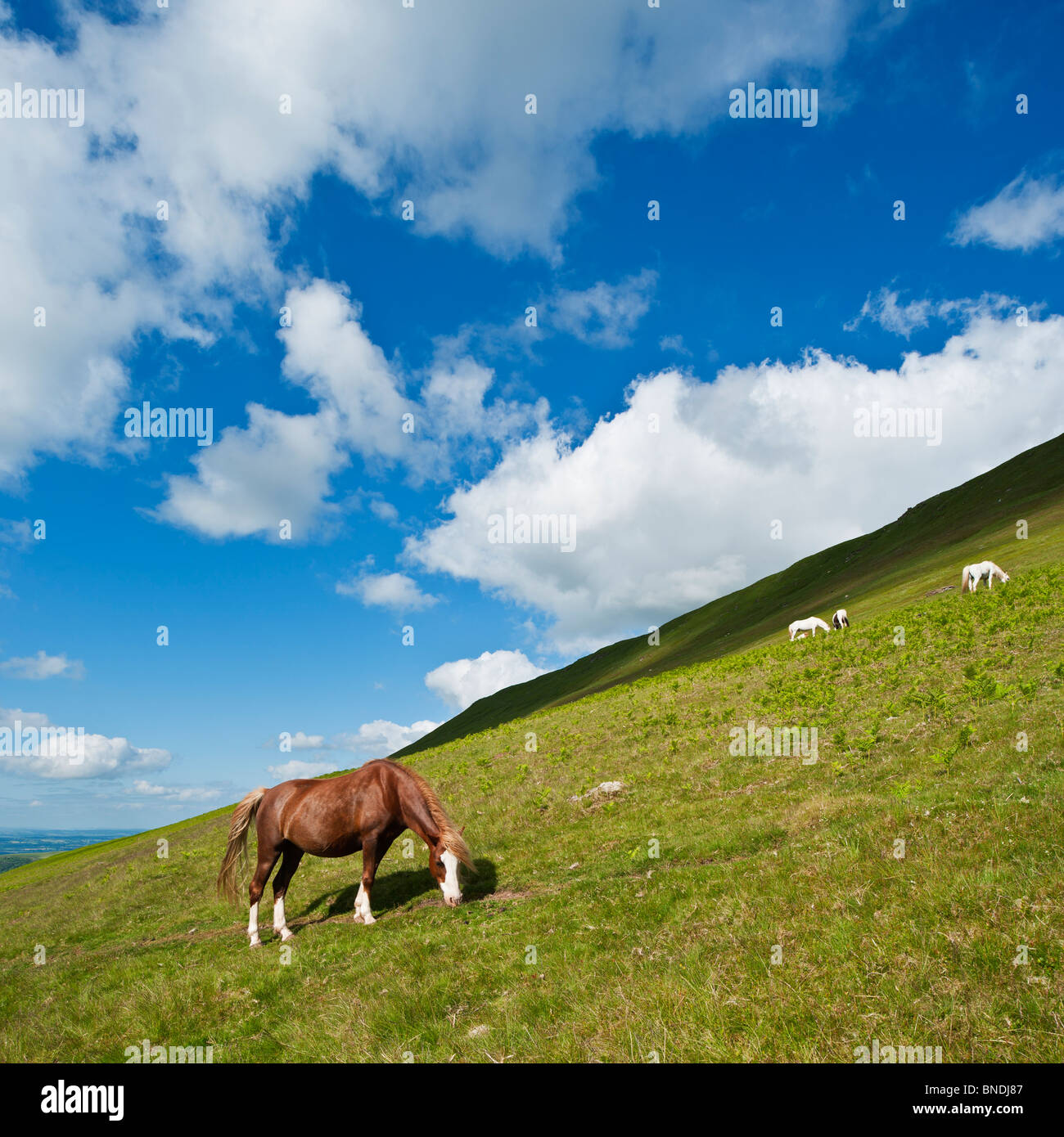 Welsh Mountain Pony Schürfwunden am Hang, Heu zu bluffen, Brecon Beacons National Park, Wales Stockfoto