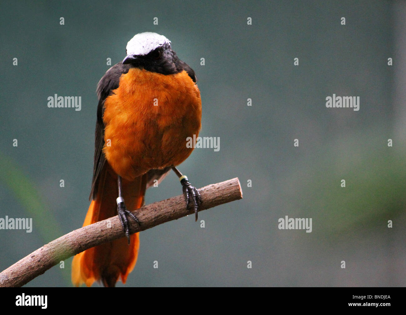 White-crowned Robin Chat, thront auf einem Ast in der afrikanischen Safari-Ausstellung im Londoner Zoo. Stockfoto
