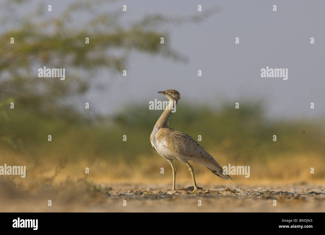 MacQueen die Trappe Chlamydotis Macqueeni Houbara gefährdeten kleinen Rann von Kachch oder Gujarat Indien Vogel zu fangen Stockfoto