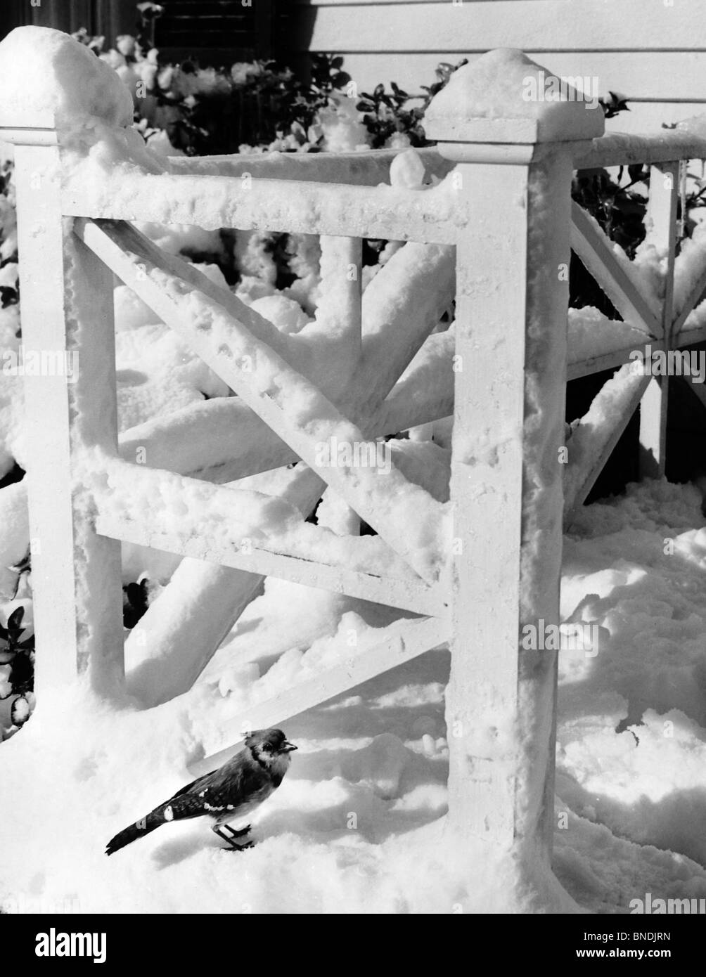 Blue Jay in der Nähe von Schnee bedeckt Geländer (Cyanocitta Cristata) Stockfoto