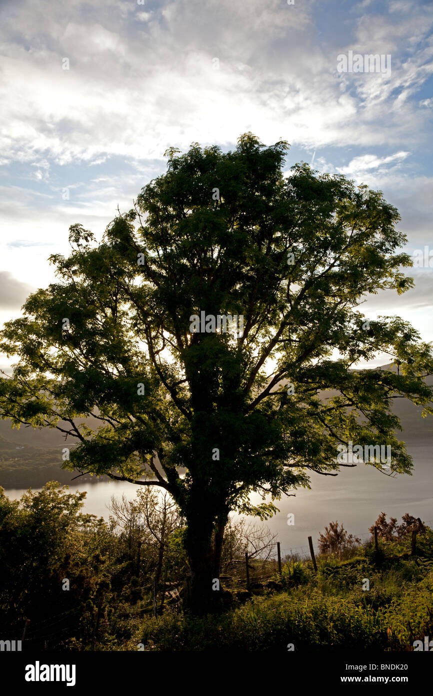 Sonnenuntergang über Lough Caragh hinter Baum, Co. Kerry, Irland Stockfoto