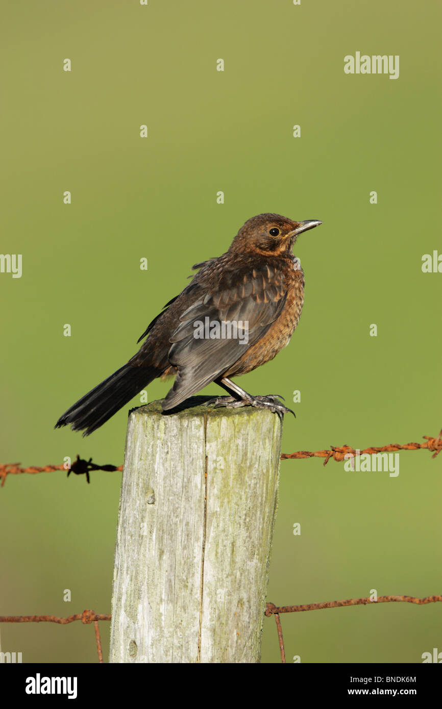 Junge Amsel (Turdus Merula) Zaunpfahl gehockt Stockfoto