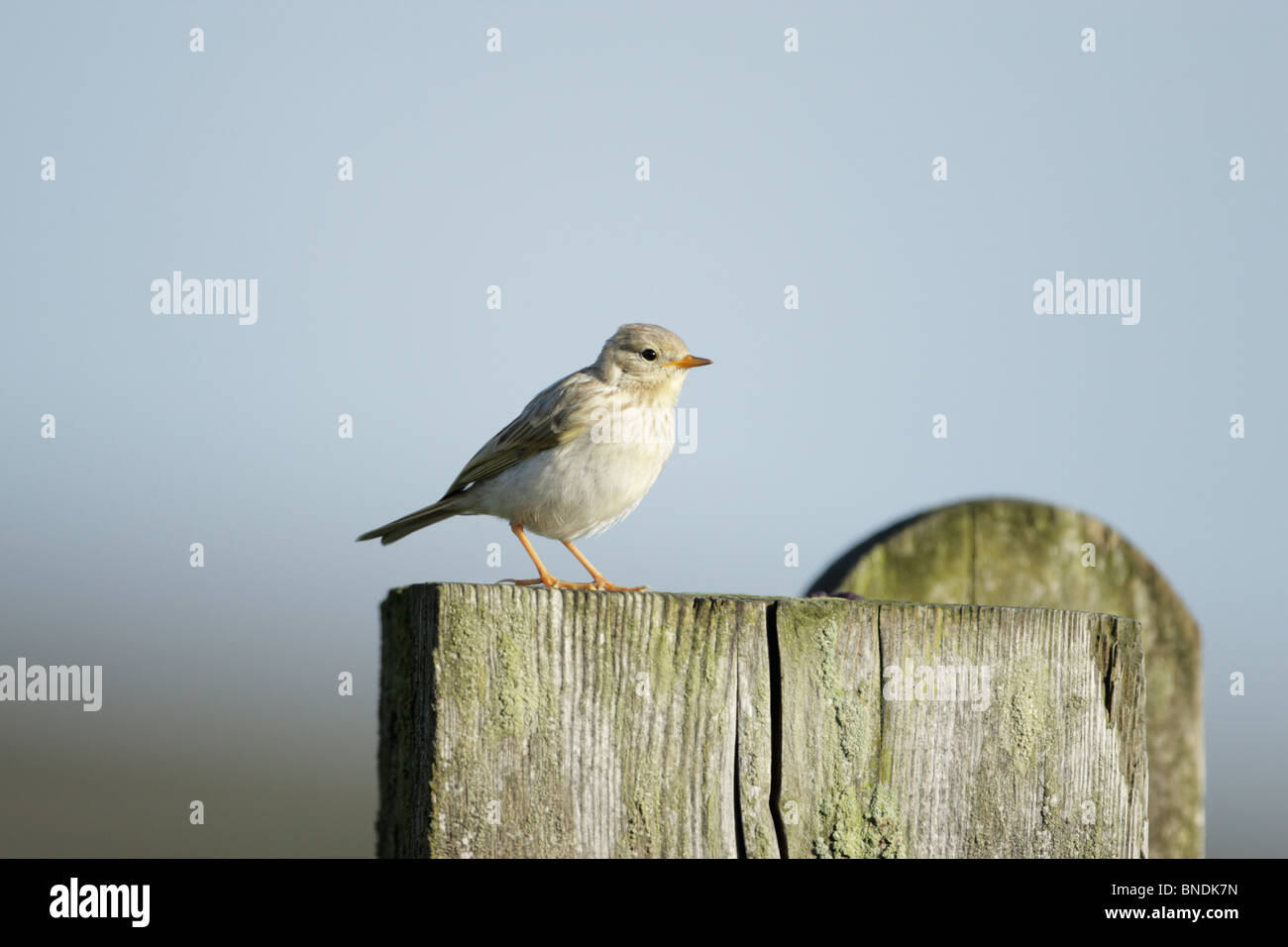 Grünfink (Zuchtjahr Chloris) juvenile Stand auf einem Pfosten vor blauem Himmel Stockfoto