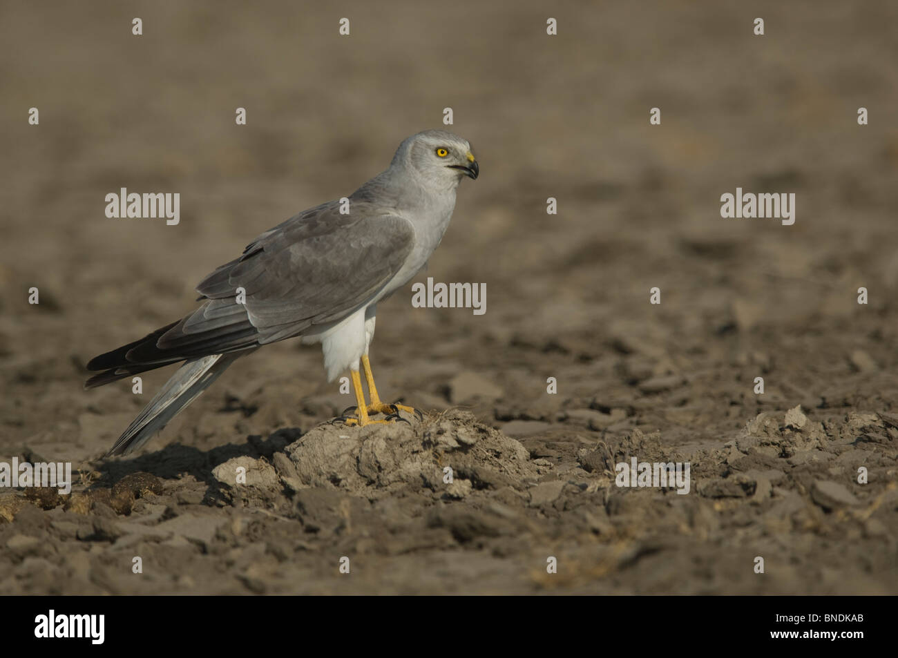 Steppenweihe Circus Macrourus kleinen Rann von Kachch oder Fang Gujarat Indien Vogel Stockfoto