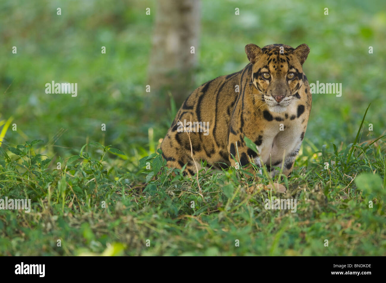 Leopard Neofelis Nebulosa gefangen Tripura getrübt Indien Stockfoto