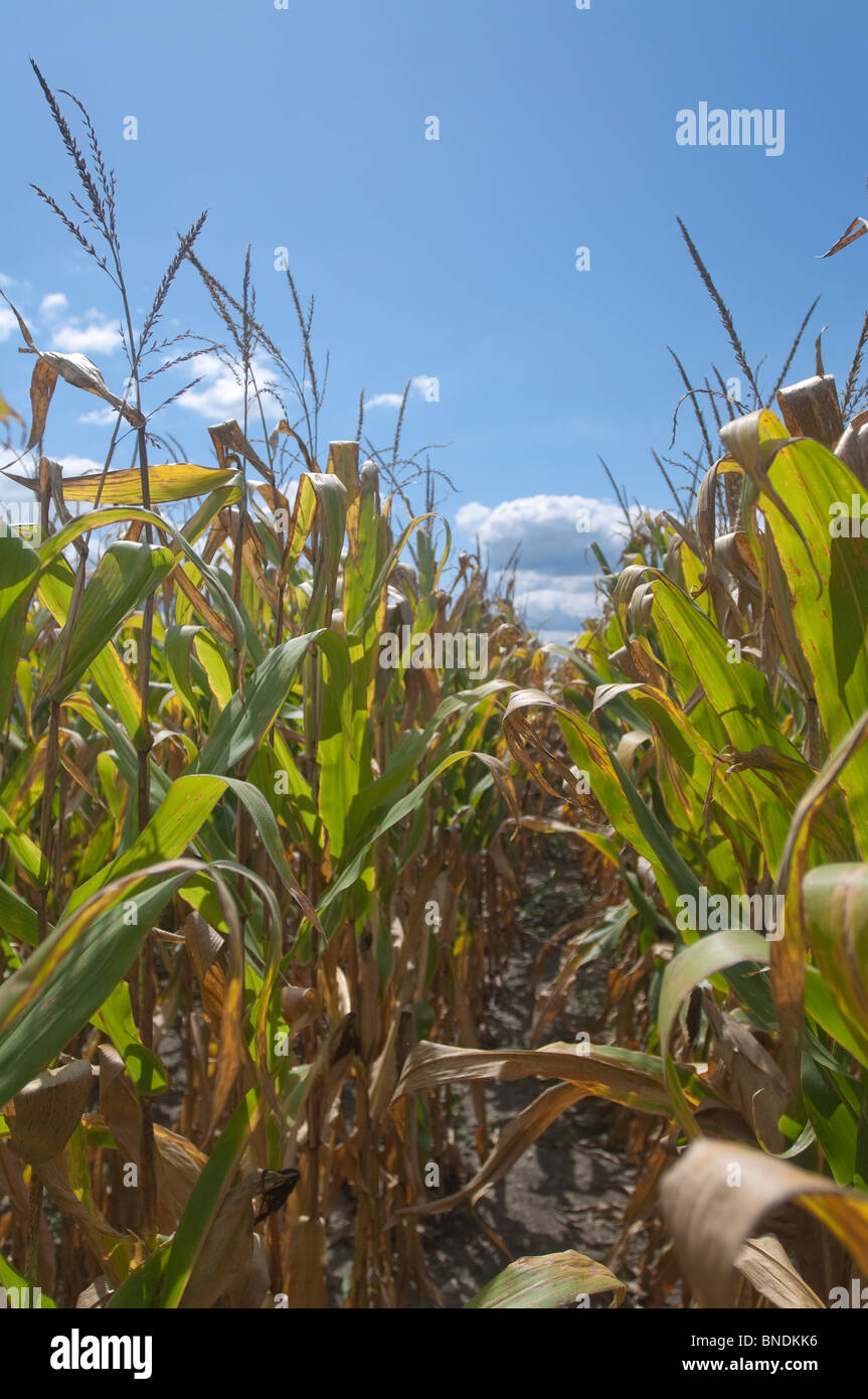 Eine Reihe von Tasseled Maisfeld gegen eine trübe, blauer Himmel in Missouri. Stockfoto