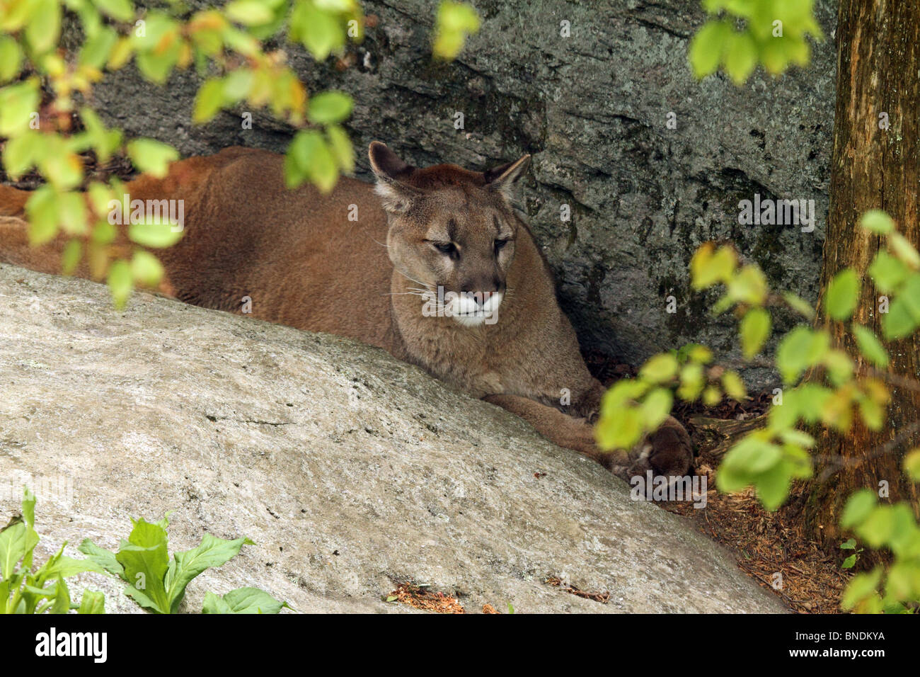 Puma oder Berglöwe (Puma Concolor) - liegen in den Felsen - Grandfather Mountain, North Carolina, USA Stockfoto