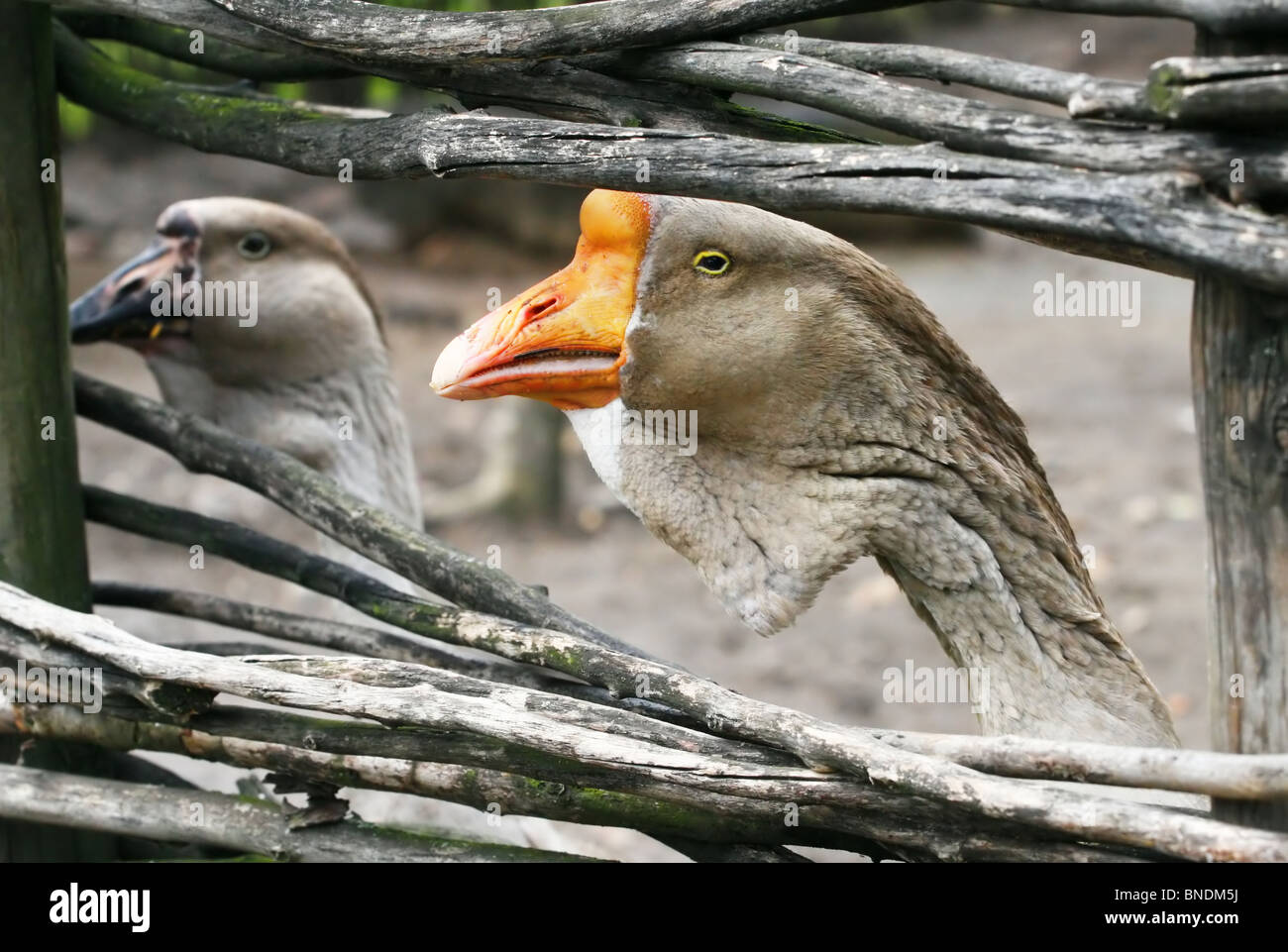 Graue Gans hinter dem Zaun Stockfoto