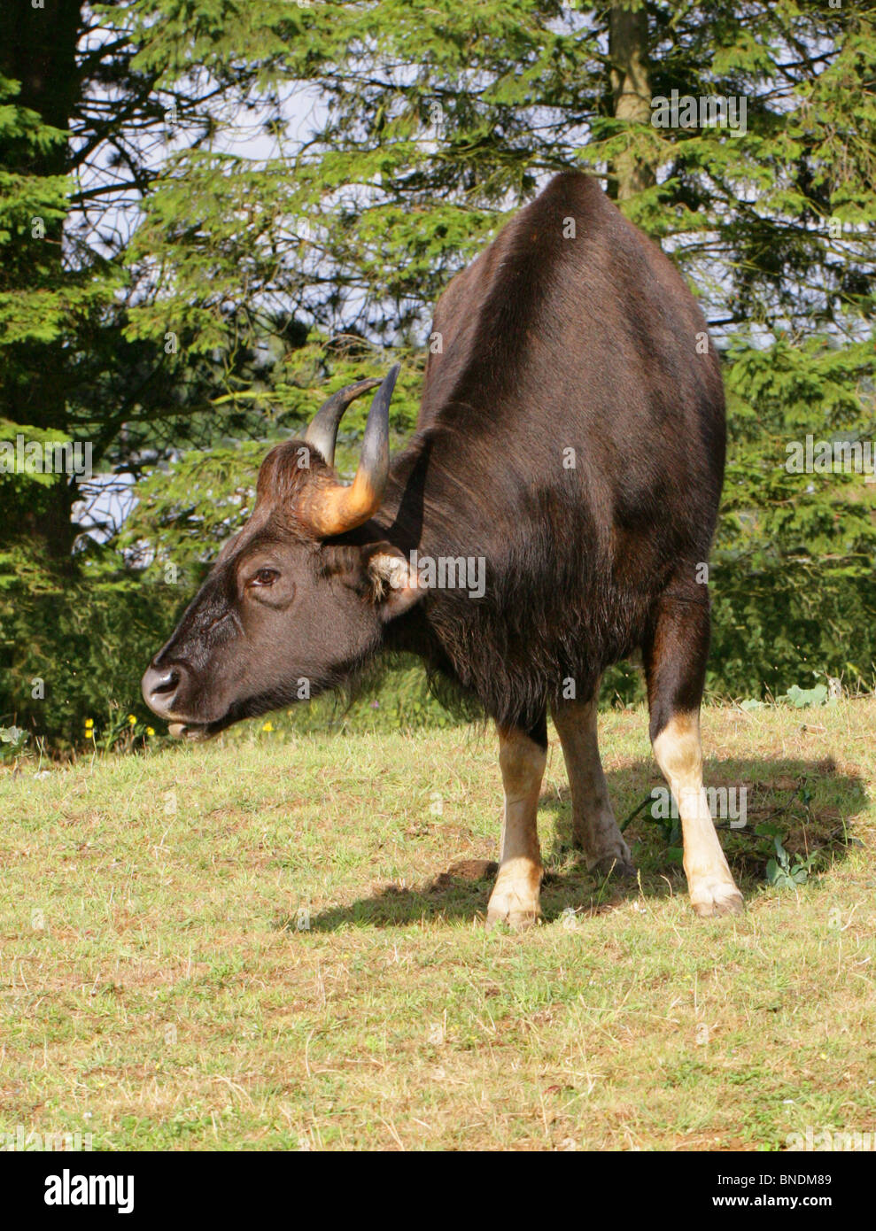 Männliche Gaur oder indische Bison, Bos Gaurus (zuvor Bibos Gauris), Bovinae, Horntiere. Große asiatische Rinder. Stockfoto