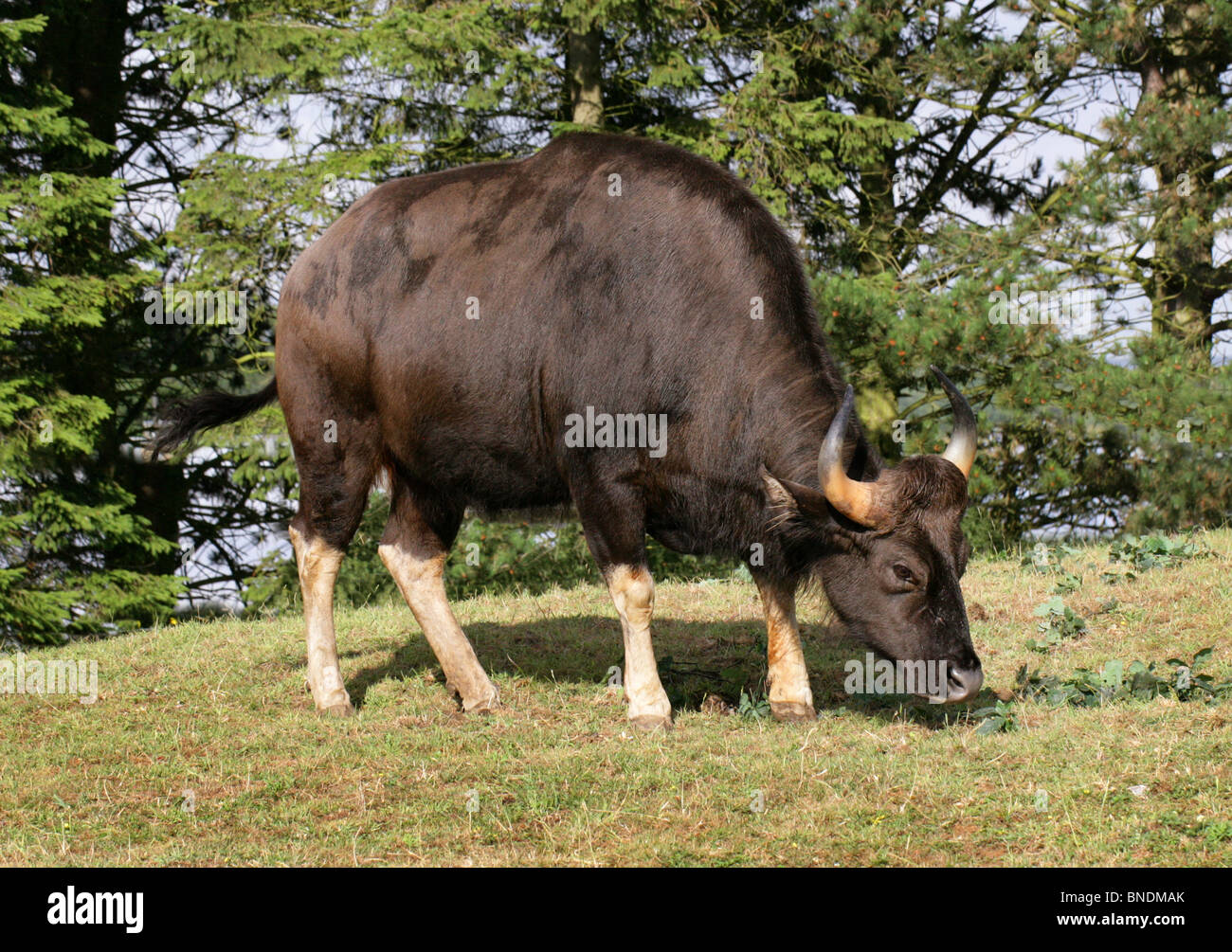 Weibliche Gaur oder indische Bison, Bos Gaurus (zuvor Bibos Gauris), Bovinae, Horntiere. Große asiatische Rinder. Stockfoto