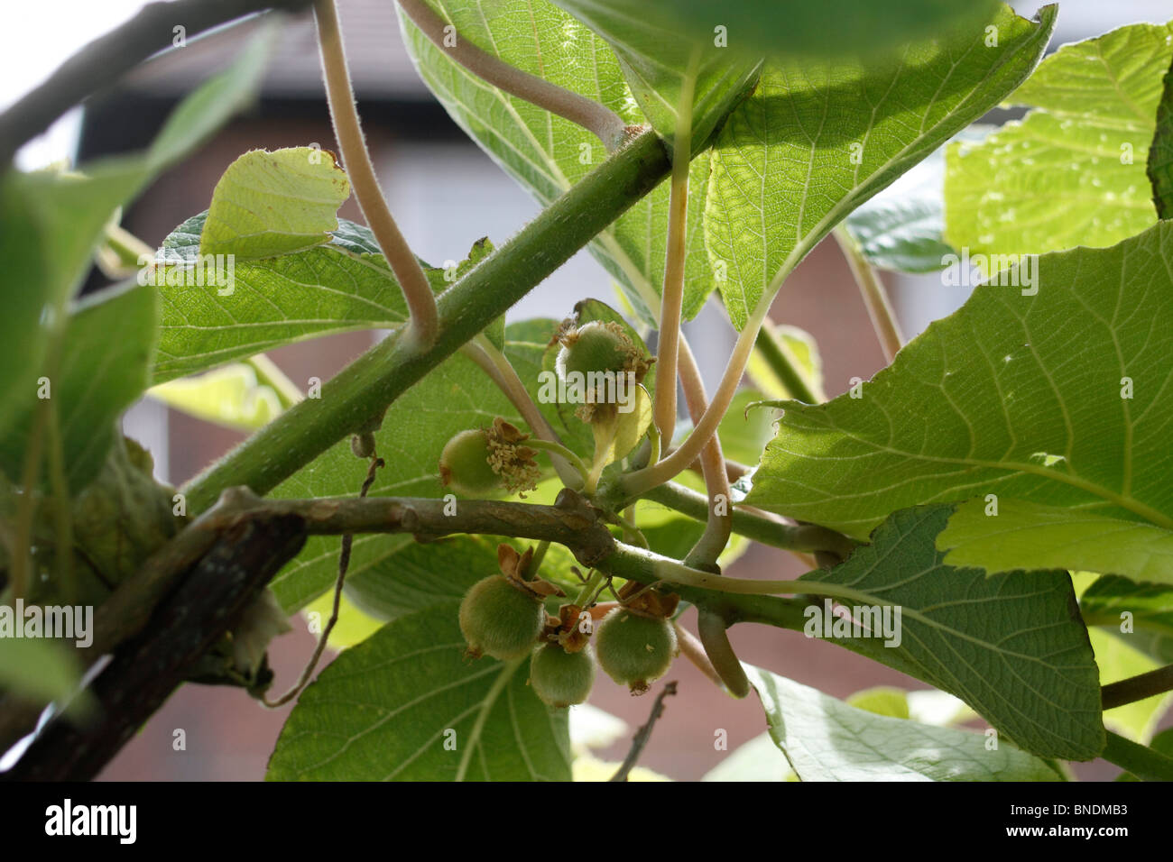 Kiwis, Schnitt Deliciosa, kleine unter Reife Frucht wächst. Auch bekannt als die Chinesische Stachelbeere Stockfoto