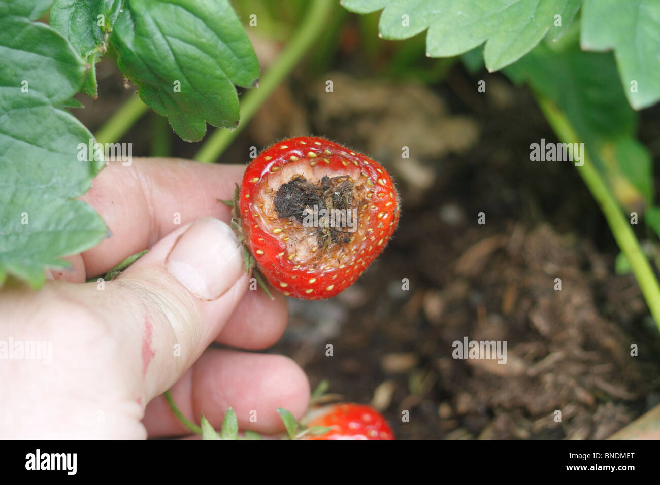 Fechten Sie Schäden am Topf gewachsen Erdbeeren Fragaria Ananassa - Rhapsody.The Obst auf der Oberfläche des Bodens ermöglicht Zugriff auf Schnecken, Derocereas Reticulatum gelegen hat. Stockfoto