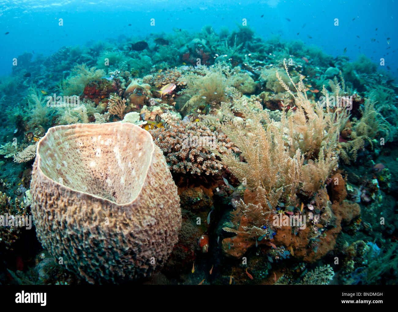 Korallenriff vor der Küste von Bali in Indonesien Stockfoto