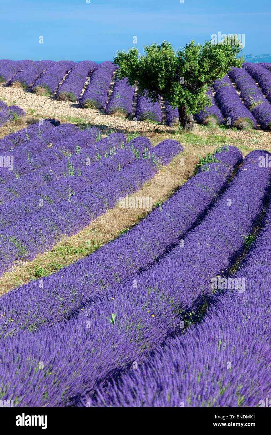Einsamer Baum in einem Feld von Lavendel entlang der Valensole Plateau, Provence Frankreich Stockfoto